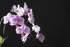 Orchids purple-white buds. Orchid on a dark background. Phalaenopsis bud. A branch of flowers. Delicate flower. Place for text photo