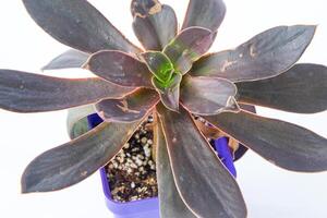 Echeveria Serrano plant succulent in pot. Purple little flower on white background. photo