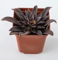 Echeveria Serrana Black Knight plant succulent in pot. Green little flower on white background. photo