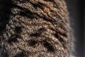 Fur of a gray spotted cat background photo