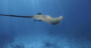 Stingray fish swimming underwater in tropical blue ocean video