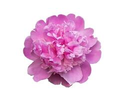 Pink peony isolated on white background. Summer flower. Bud with petals. Floral nature. photo