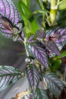 Strobilanthes dyerianus leaves plant. Flower at pot. photo