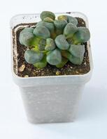 Aloinopsis Schooneesii plant succulent in pot. Green little flower on white background. photo