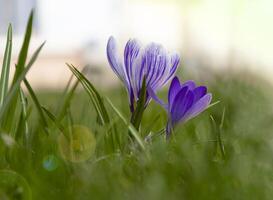 Crocuses light purple flowers sway in the wind. Crocus bud, the core of the flower is used in cooking. Saffron. Green grass in the spring field. photo