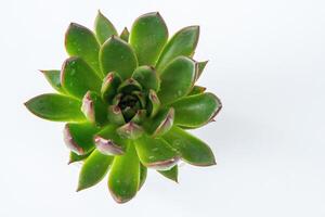 Echeveria plant succulent. Green little flower isolated on white background. photo