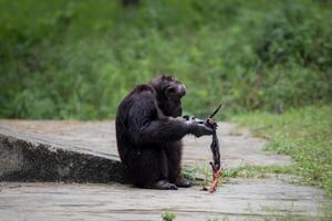 India's oldest chimpanzee, Rita, killed a bat and began eating it inside a zoo photo