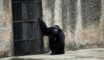 de la india más antiguo chimpancé, rita, es en pie cerca el jaula portón dentro el nacional zoológico parque en Delhi, India foto