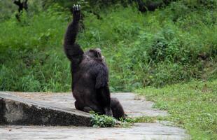 India's oldest chimpanzee, Rita, is waving her hand inside the National Zoological Park in Delhi, India photo