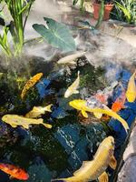 Japan Koi fish or Fancy Carp swimming in a pond. Popular pets for relaxation and feng shui meaning. Popular pets among people. People love to raise it for good fortune or zen. photo