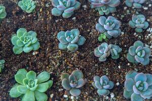 Grow Echeveria in a mini succulent garden. Green flower seedling. Succulent plant. Hobby floriculture. Floral background photo