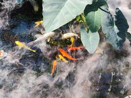 Japan Koi fish or Fancy Carp swimming in a pond. Popular pets for relaxation and feng shui meaning. Popular pets among people. People love to raise it for good fortune or zen. photo