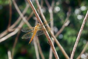 macro photo of a dragonfly perched on a dry tree trunk