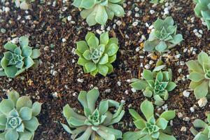 Grow Echeveria in a mini succulent garden. Green flower seedling. Succulent plant. Hobby floriculture. Floral background photo