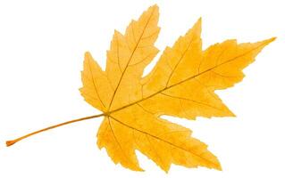 Dried maple yellow leaf isolated on white background. photo