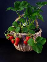 fresa arbusto en un cesta en un negro antecedentes con sitio para texto. crecer fresa cultivo. rojo baya fresa, hojas, flor. crecer a hogar en un maceta. foto