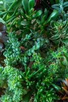 un conjunto de diferente suculentas haworthia y áloe, crassula y sedum, echeveria, crassula y kalanchoe. crecer un hogar flor. floricultura. cactus hogar verde suculento. flores antecedentes. foto