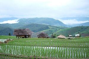 paisaje de país casa y local choza en el medio aterrazado recién plantado arrozal arroz campos en montaña con brumoso en tropical lluvioso temporada en Tailandia foto