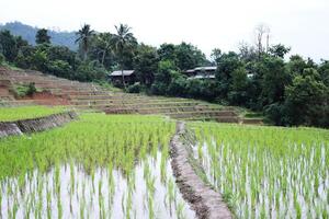 Landscape on terraced newly planted paddy rice fields on mountain with foggy in the countryside, Chiangmai Province of Thailand. Travel in greenery tropical rainy season concept photo