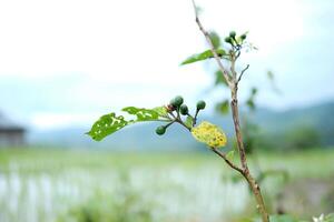 Blooming white flowers and Turkey berry bunch, Pea Eggplant or Solanum torvum is growing in farmland photo