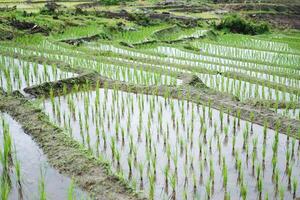 Landscape on terraced newly planted paddy rice fields on mountain with foggy in the countryside, Chiangmai Province of Thailand. Travel in greenery tropical rainy season concept photo