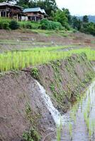 Diversion of water into terraced newly planted paddy rice fields on mountain in Thailand. Water resource management system in agriculture ecology photo