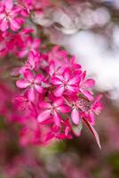 Pink red apple tree blossoms. Green leaves. Spring flowering. Floral natural background. Delicate flowers in the sunlight. Blur and bokeh. photo