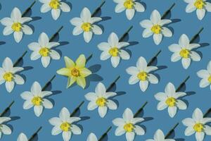 Flowers yellow narcissus background. White and yellow daffodil. Floral concept. photo