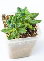 Pachyphytum compactum plant succulent in pot. Green little flower on white background. photo