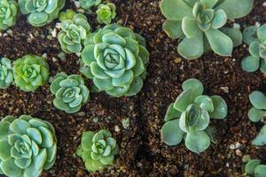 Grow Echeveria in a mini succulent garden. Green flower seedling. Succulent plant. Hobby floriculture. Floral background photo