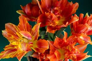 Bouquet of red tulips. Flowers Close-up. Spring Flower. Red-orange terry variety Murillo tulipa photo