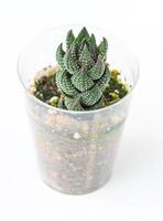 Haworthia reinwardtii plant succulent. Little green flower on white background. photo