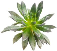 Echeveria plant succulent. Green little flower isolated on white background. photo