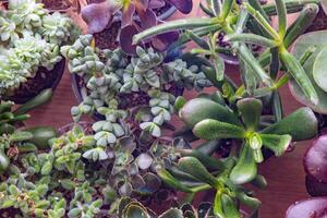 un conjunto de diferente suculentas haworthia y áloe, crassula y sedum, echeveria, crassula y kalanchoe. crecer un hogar flor. floricultura. cactus hogar verde suculento. flores antecedentes. foto