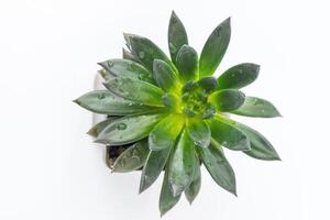 Echeveria plant succulent. Green little flower isolated on white background. photo