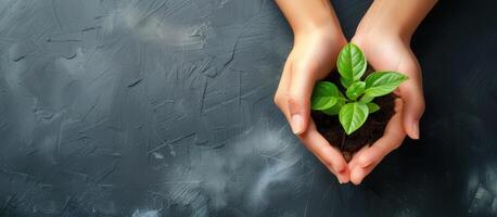 AI generated Hands holdings a little green plant on a black background. Human hands holding sprout young plant, Generative AI photo