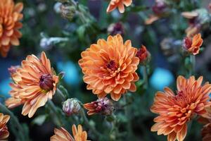 Chrysanthemums or Mums Flower photo