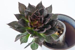 Cactus Succulent plant Echeveria Black Prince in pot. Green little flower on white background. photo