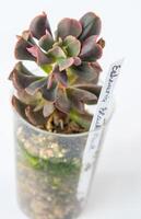 Echeveria Black Hawk succulent in pot. Green little flower on white background. photo