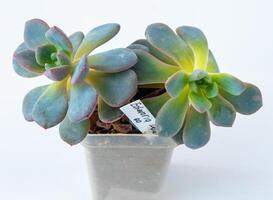 Echeveria plant succulent in pot. Green little flower on white background. photo