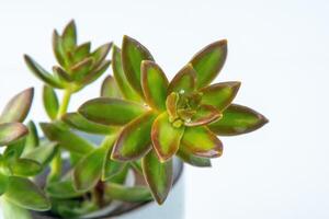 Sedum adolphii Firestorm plant succulent in pot. Green little flower on white background. photo