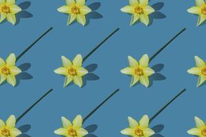 Flowers yellow narcissus background. White and yellow daffodil. Floral concept. photo