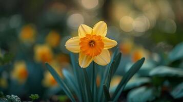 AI generated Close-Up of a Yellow Flower With Blurry Background photo