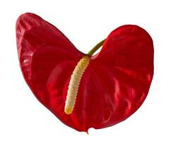 Anthurium isolated on white background. Red home flower with a yellow center. Flower in the shape of a heart. Anthurium andraeanum Araceae or Arum symbolize hospitality. Red flamingo anthurium photo