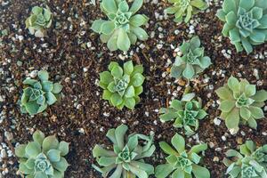 Grow Echeveria in a mini succulent garden. Green flower seedling. Succulent plant. Hobby floriculture. Floral background photo