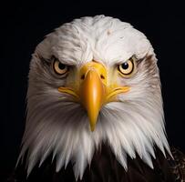 AI generated the male bald eagle photo