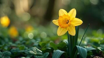 AI generated Close-Up of a Yellow Flower With Blurry Background photo