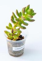 Sedeveria Letizia plant succulent in pot. Green little flower on white background. photo