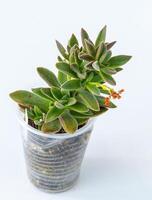 Echeveria harmsii plant succulent in pot. Crassula ausensis Little Woodii. Green little flower on white background. photo