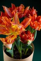 Bouquet of tulips. Flower delivery. Green background . Tulip photo